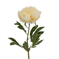 Large Buttermilk Double Peony Stem - Thumb 1