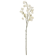 White Physalis Spray - Thumb 2