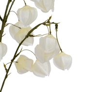 White Physalis Spray - Thumb 4