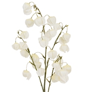 White Physalis Spray - Thumb 1