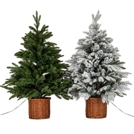 Snowy Norway Fir Pre-Lit Led 300L Fir Tree In Rattan Pot - Thumb 5