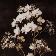 Flora & Fauna Collection Four Botanicals in Classic Frame - Thumb 2