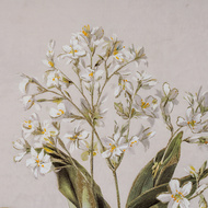 Flora & Fauna Collection White Wildflower on Linen in Frame - Thumb 2