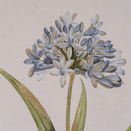 Flora & Fauna Collection Blue Wildflower in Frame - Thumb 4