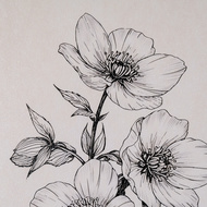 Sketchbook Hellebore in Frame - Thumb 4