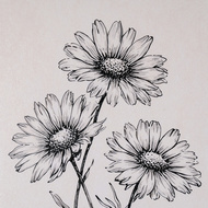 Sketchbook Daisies in Frame - Thumb 4