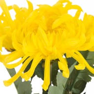 Spider Chrysanthemum Yellow - Thumb 2