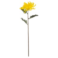 Spider Chrysanthemum Yellow - Thumb 3